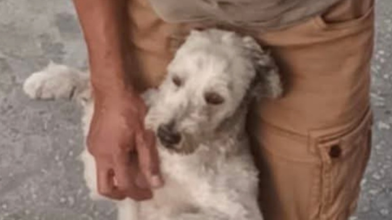 MISSING DOG – PLEASE HELP!