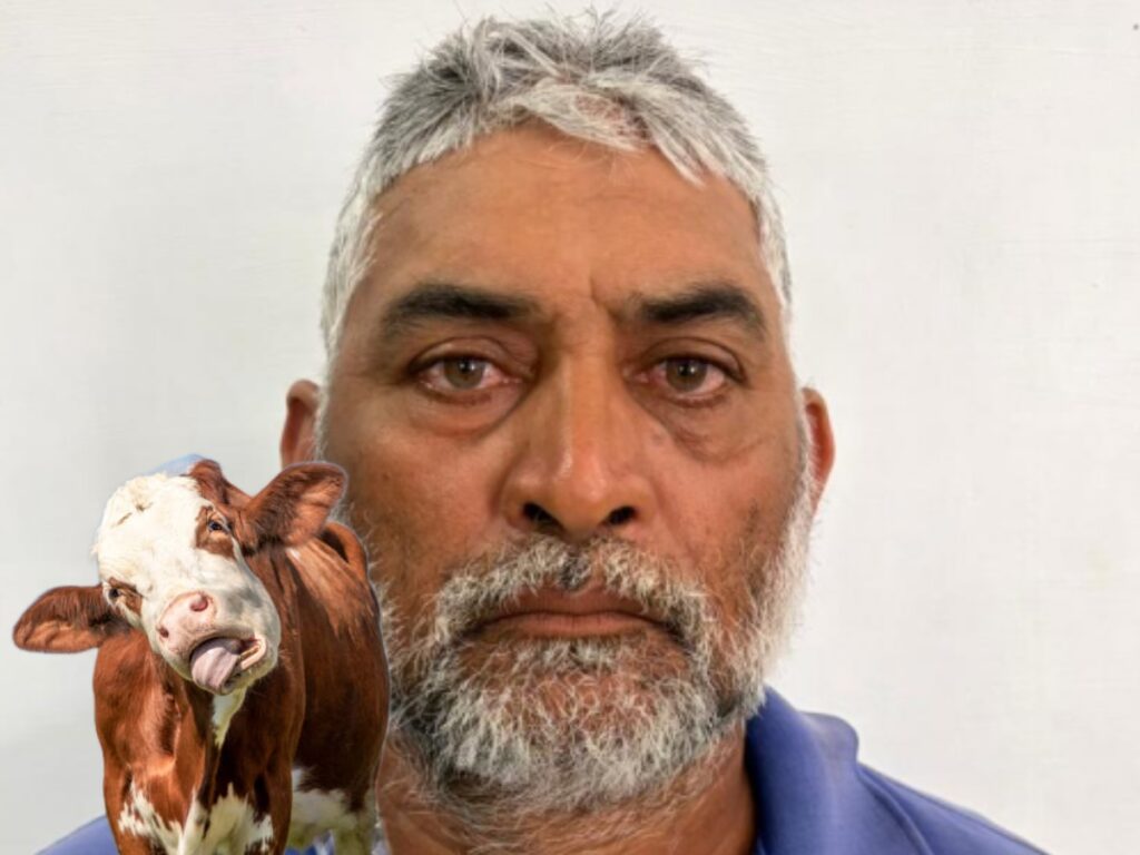 Cattle Owner Charged with Allowing Animals to Stray in East Bank Demerara 2 collage 20