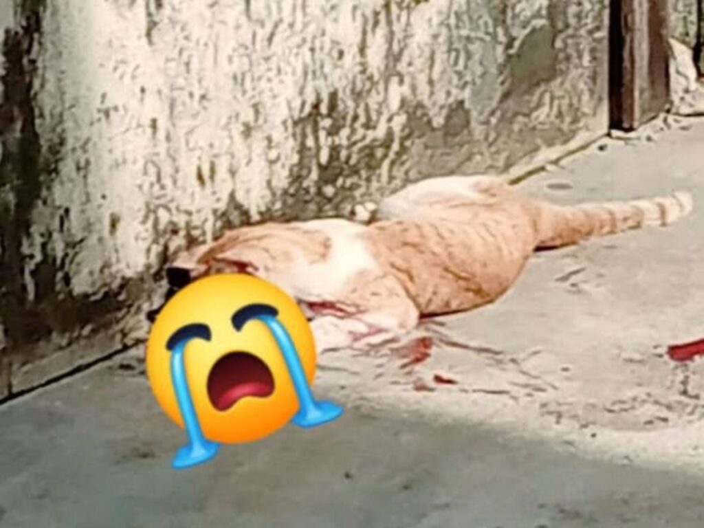 collage 2026 02 10T134159.928