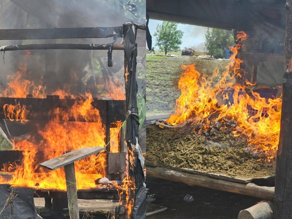 Police Conduct Successful Cannabis Eradication Operation at Fort Nassau 2 collage 35 1