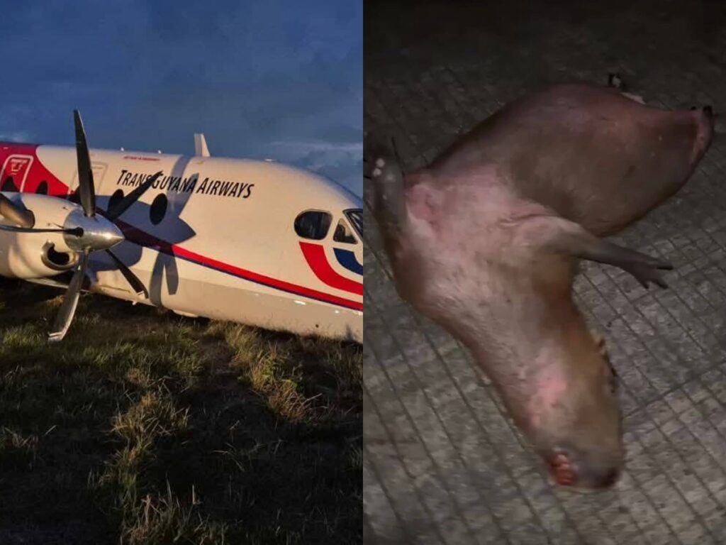 Capybara on Runway Causes Aircraft Incident at Ogle Airstrip 2 collage 2026 04 14T202448.443